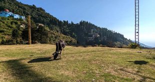 Destination wedding in Mussoorie